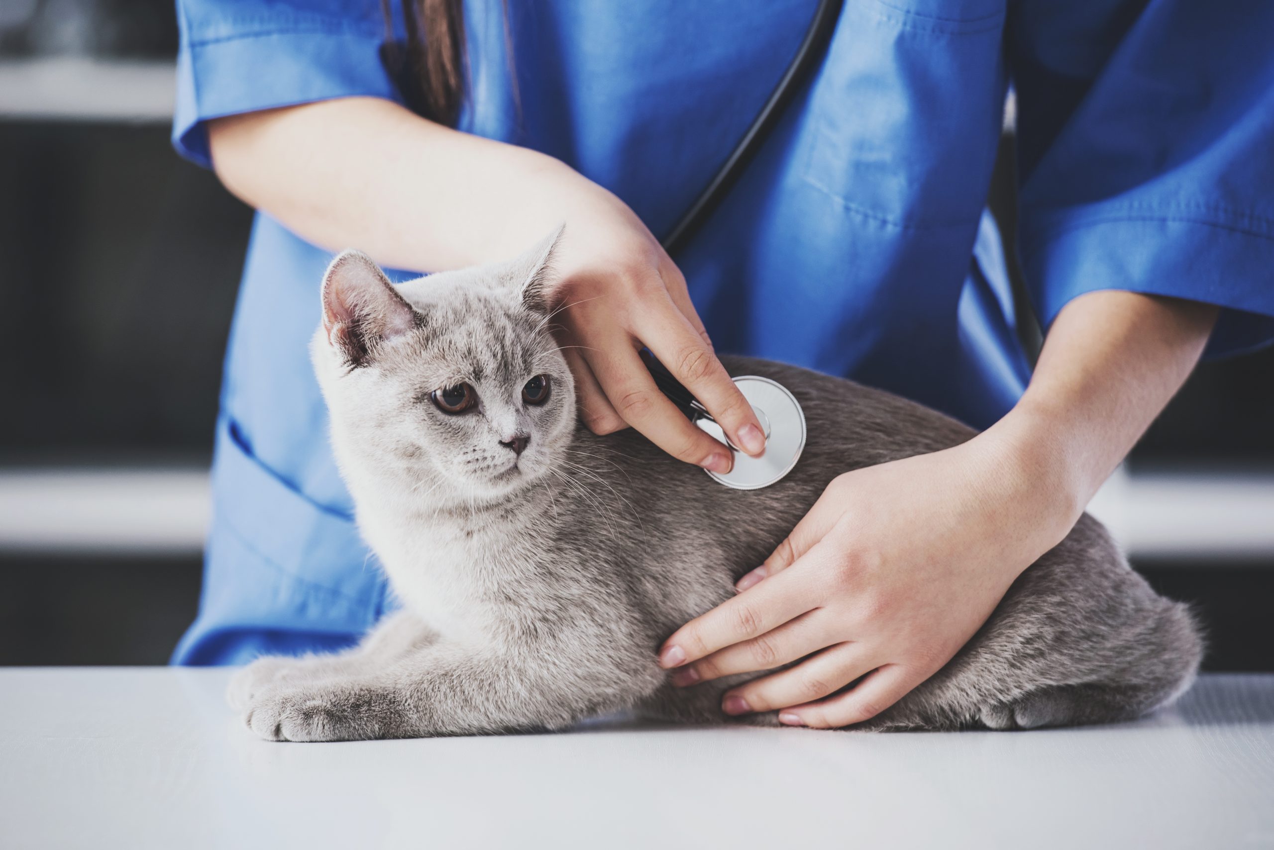 cat being examined by a veterinary nurse