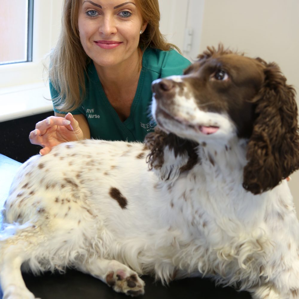 Vet nurse helps pets overcome crippling pain – thanks to acupuncture