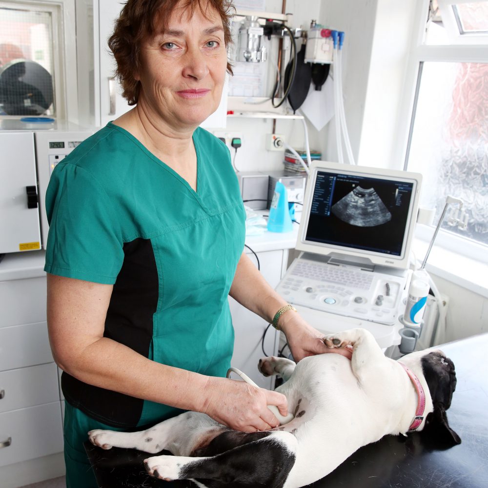 Boost for poorly pets as Clifton Lodge Vets invests in new technology