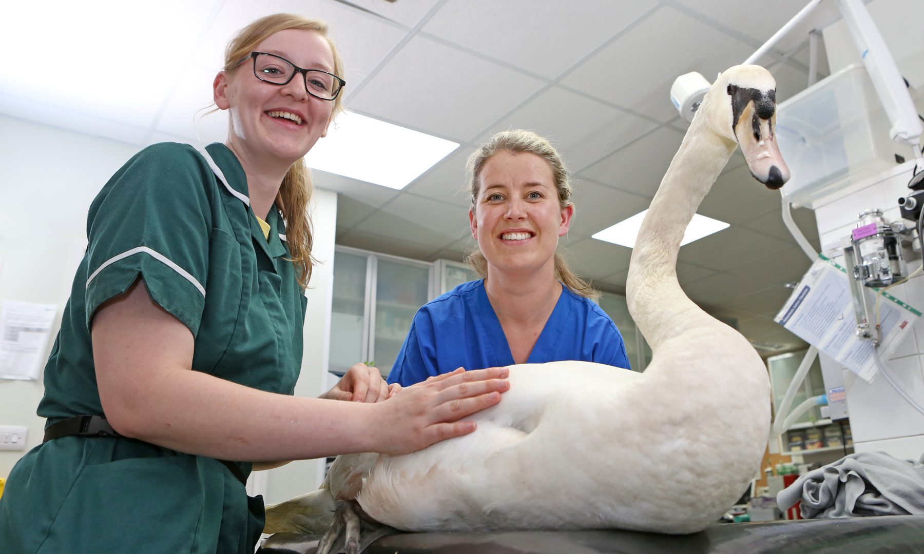 Vets save stricken swan found injured by motorway