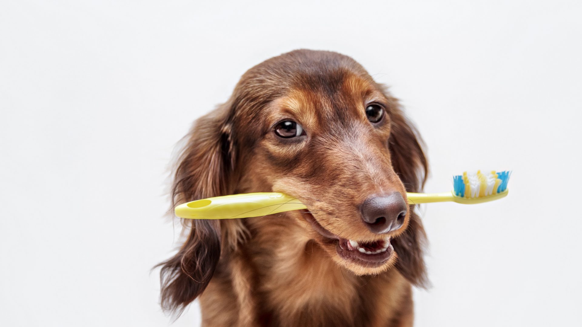 Vets urge owners to look after their pet’s teeth and avoid dental disease