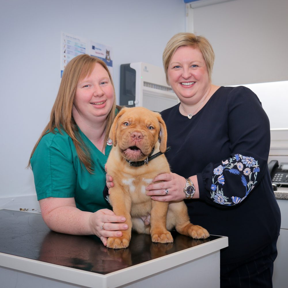 Edinburgh veterinary nurses promoted to the paw-fect jobs