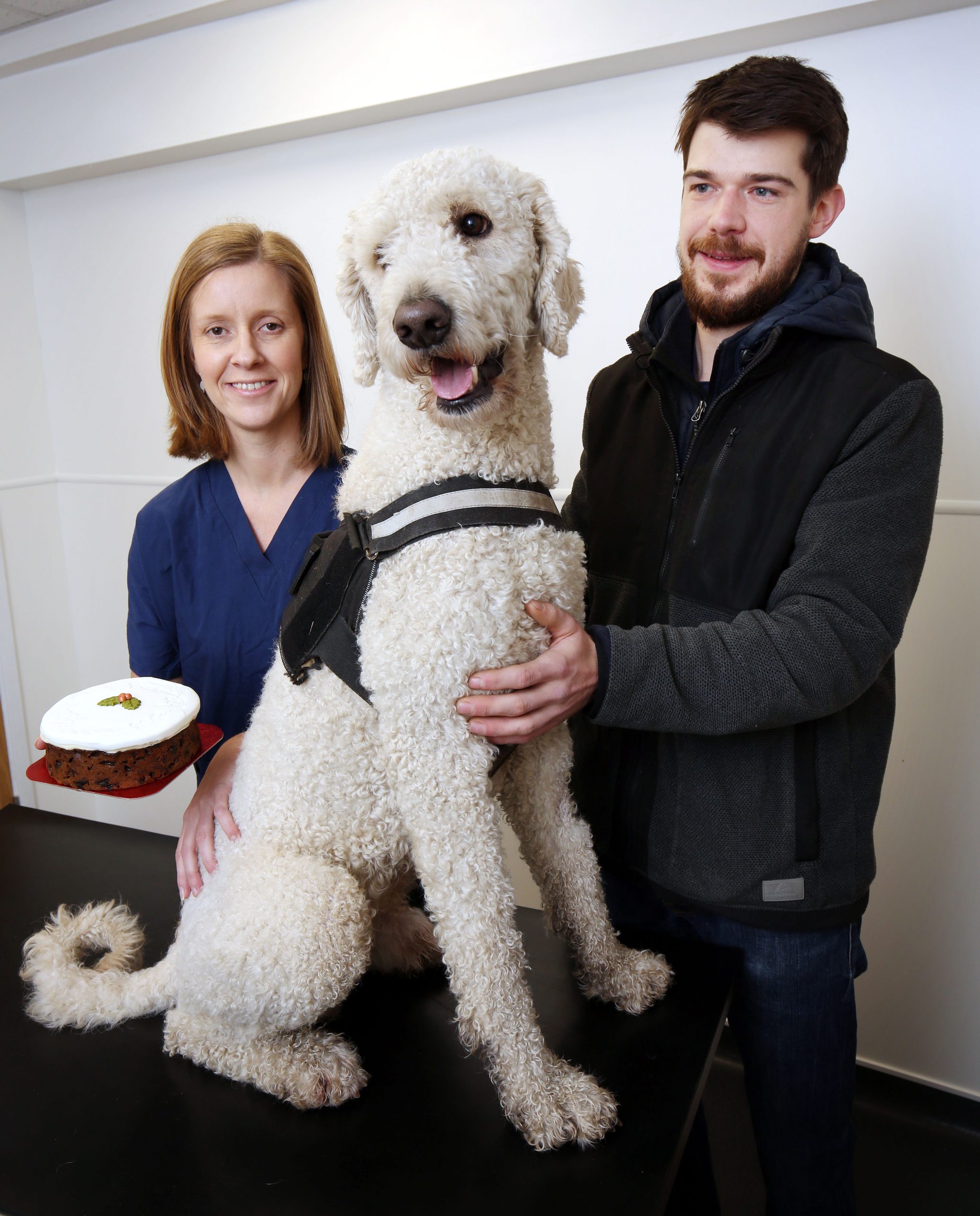 My dog ate christmas sale cake