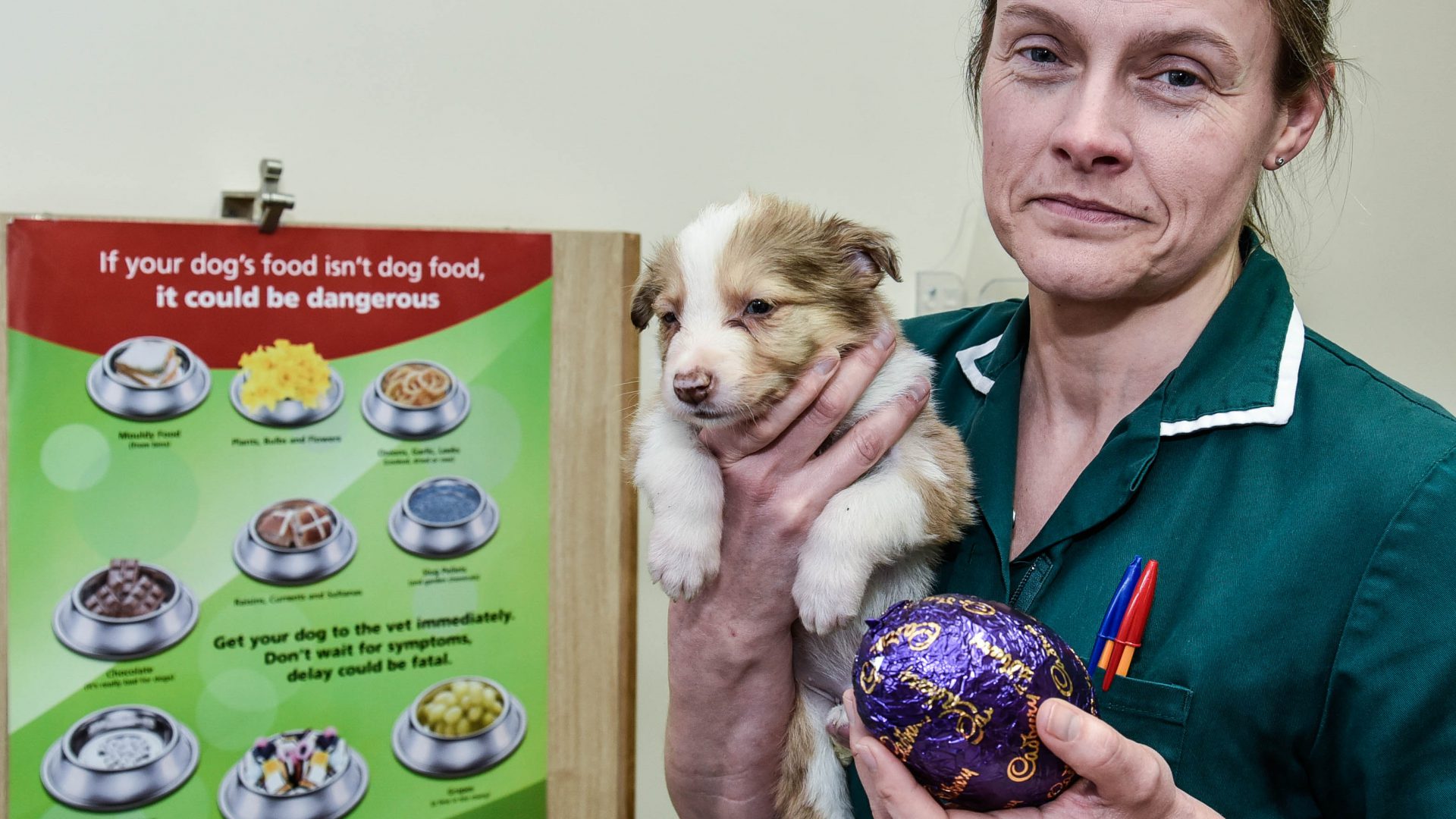 Don’t let pets get their paws on Easter treats, vets warn owners
