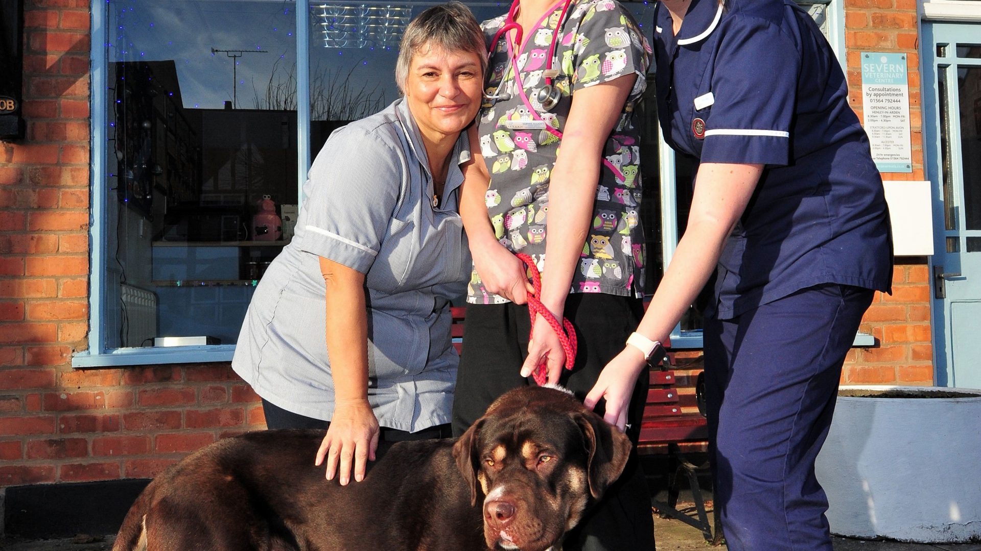 Vet practice reaches milestone in partnership with dog rehoming charity