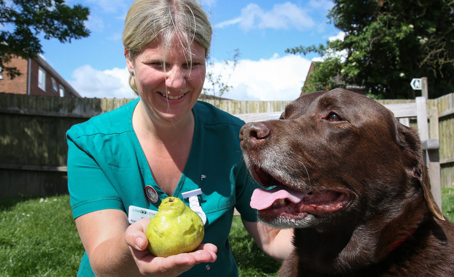 A pear a day helps Dorset labrador to shed the bulk