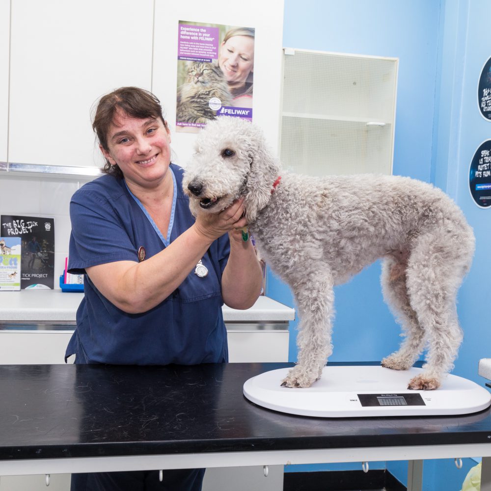 Boost for Halifax pet owners as Shearbridge Vets invests in new nursing facilities