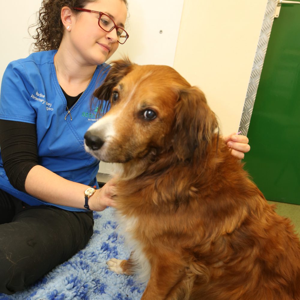 New lease of life for family pet thanks to Nadine’s healing hands