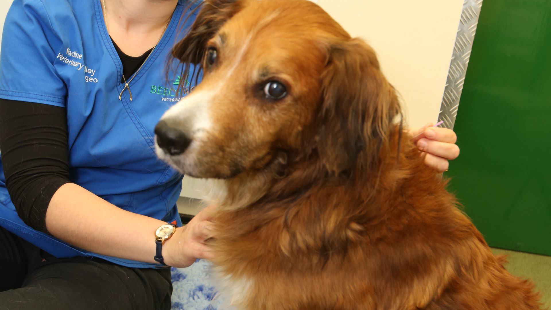 New lease of life for family pet thanks to Nadine’s healing hands