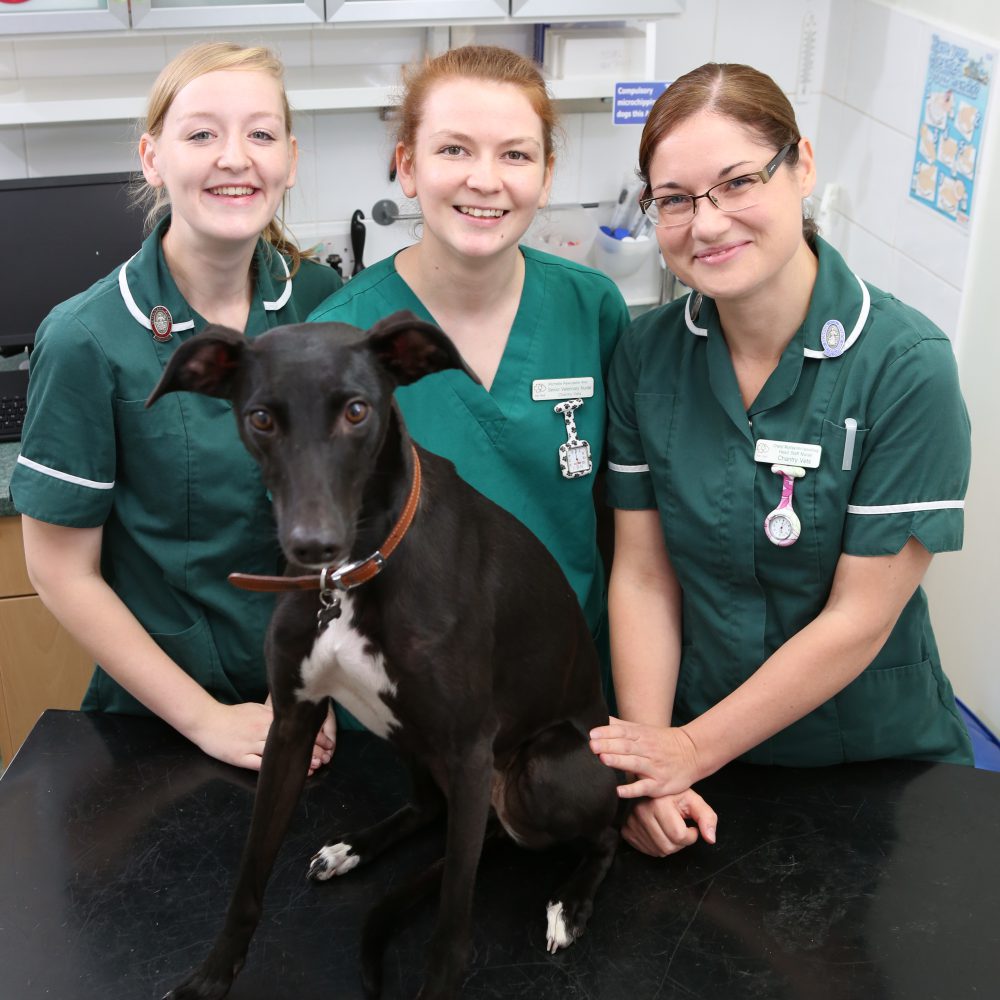 West Yorkshire veterinary nurses on road to success