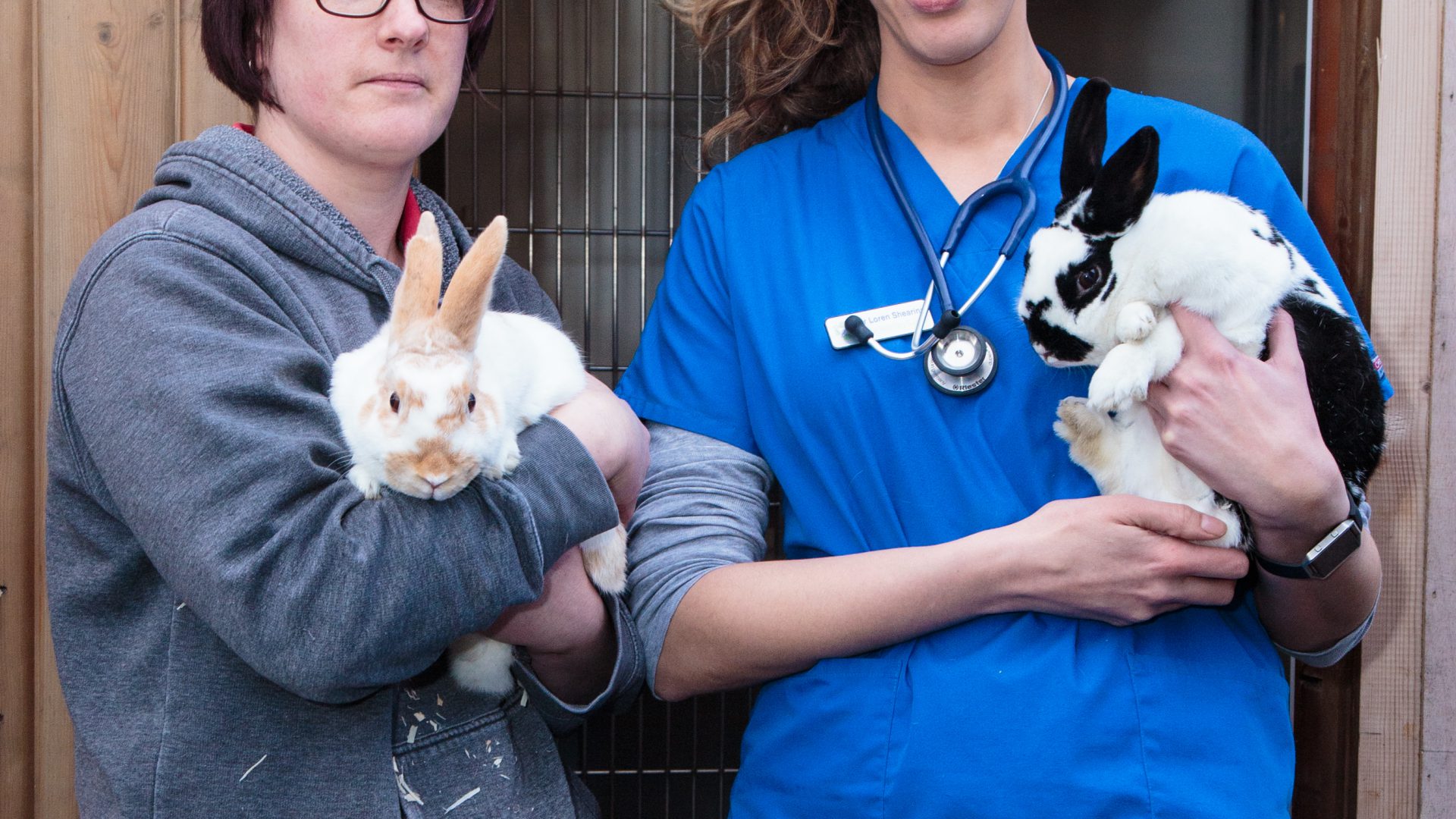 Rabbit owners urged to protect pets after RVHD-2 outbreak