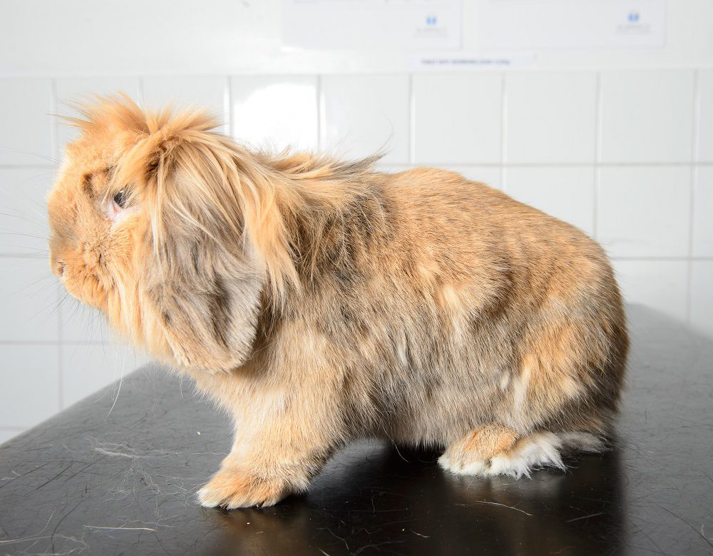 rabbit awaiting its vaccination