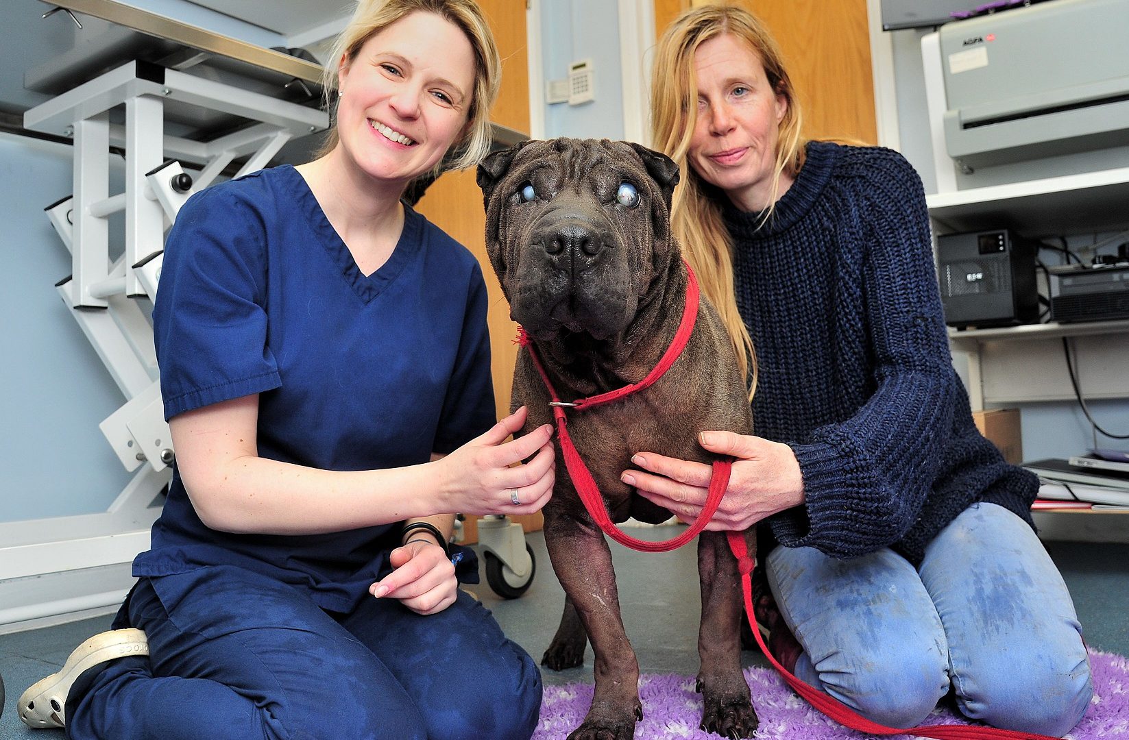The veterinary team helping ‘wonky’ pets to get back on their feet