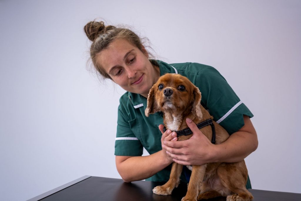 northlands veterinary nurse examining a small dog on the examination table