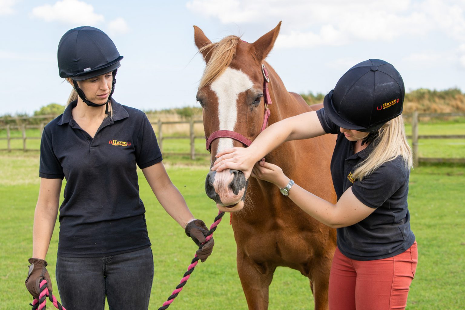 Project NURSE Recognising And Enabling Veterinary Nurses Skills   Haven Veterinary Group Web 102276 002 1536x1024 