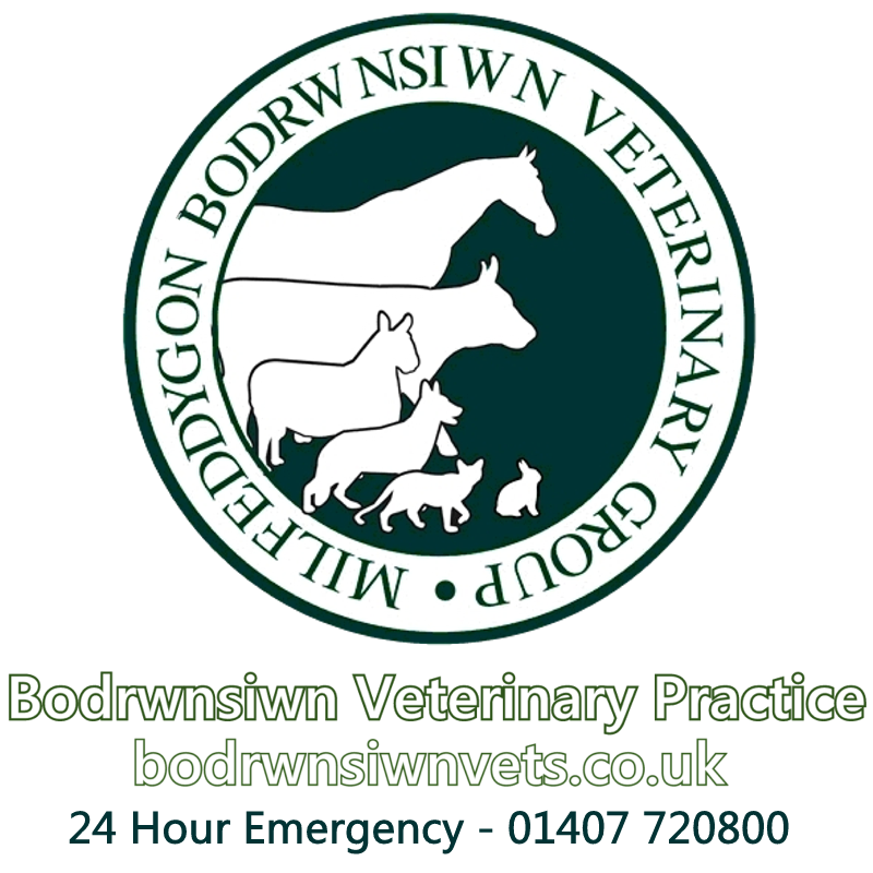 Bodrwnsiwn Veterinary Group