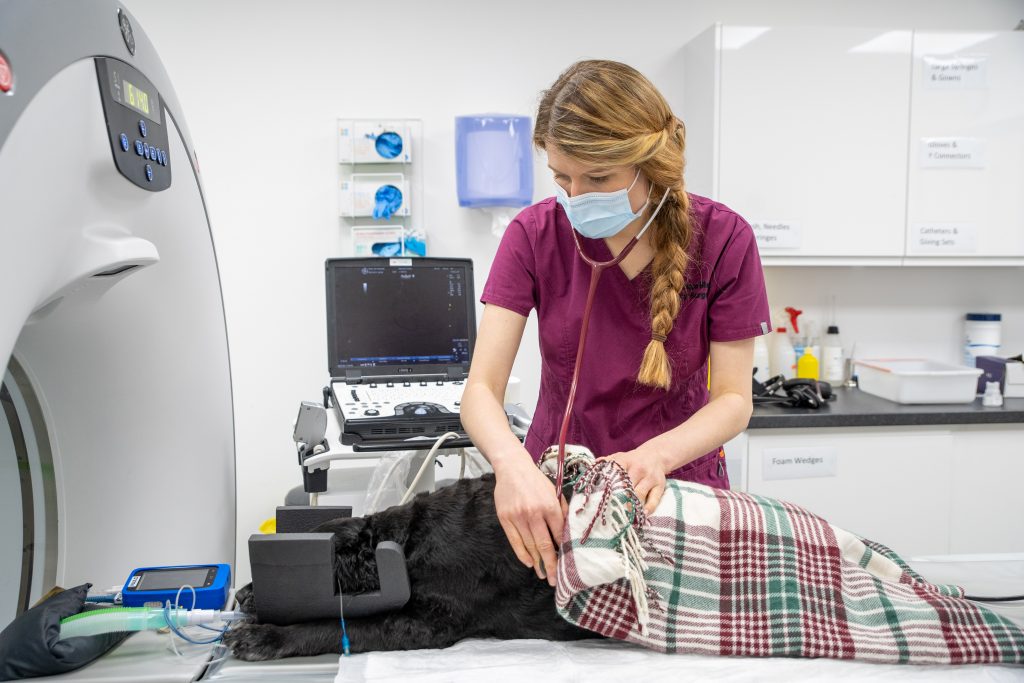 veterinary nurse preps pet dog for examination under an x-ray machine