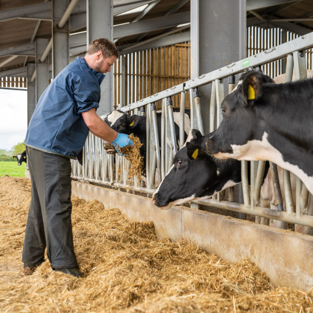 VetPartners farm vets lobby for greater support for UK dairy farmers