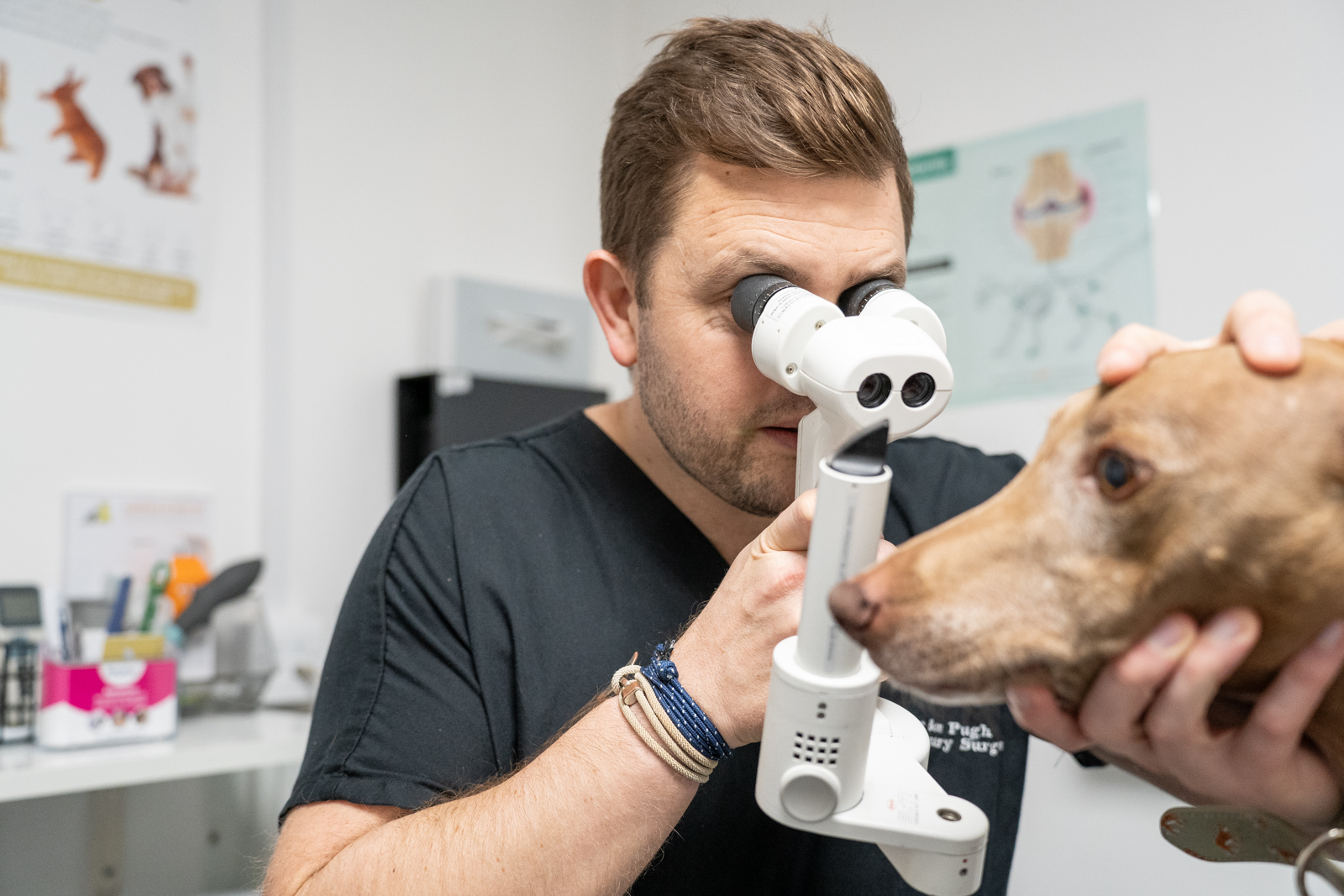 veterinary nurse inspecting the vision of a dog