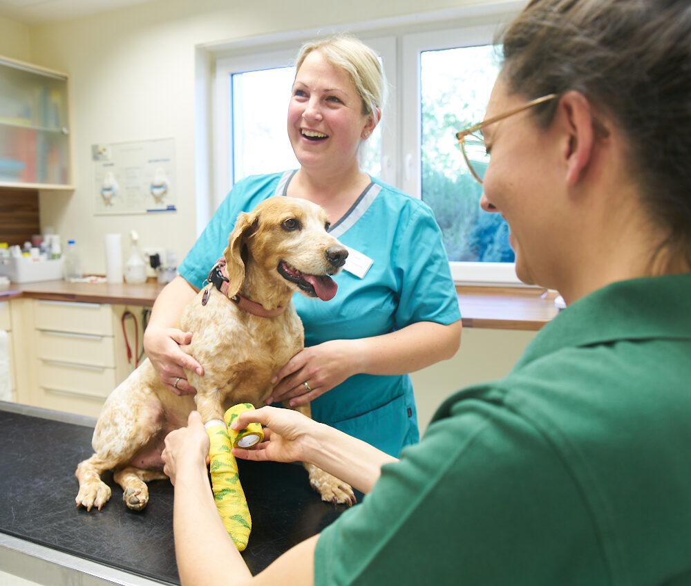 dogs paw being bandaged up by vet nurse