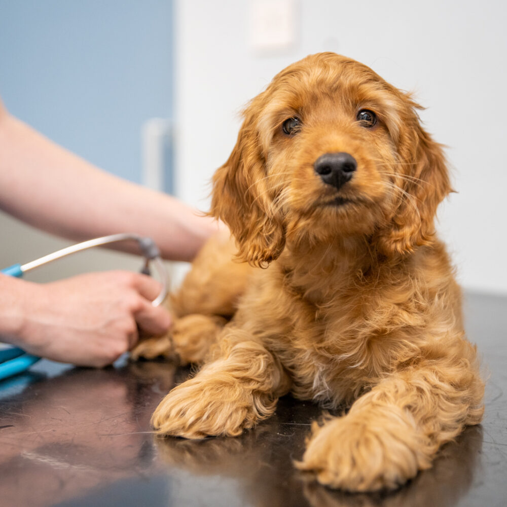 puppy receiving vaccination from vet nurse