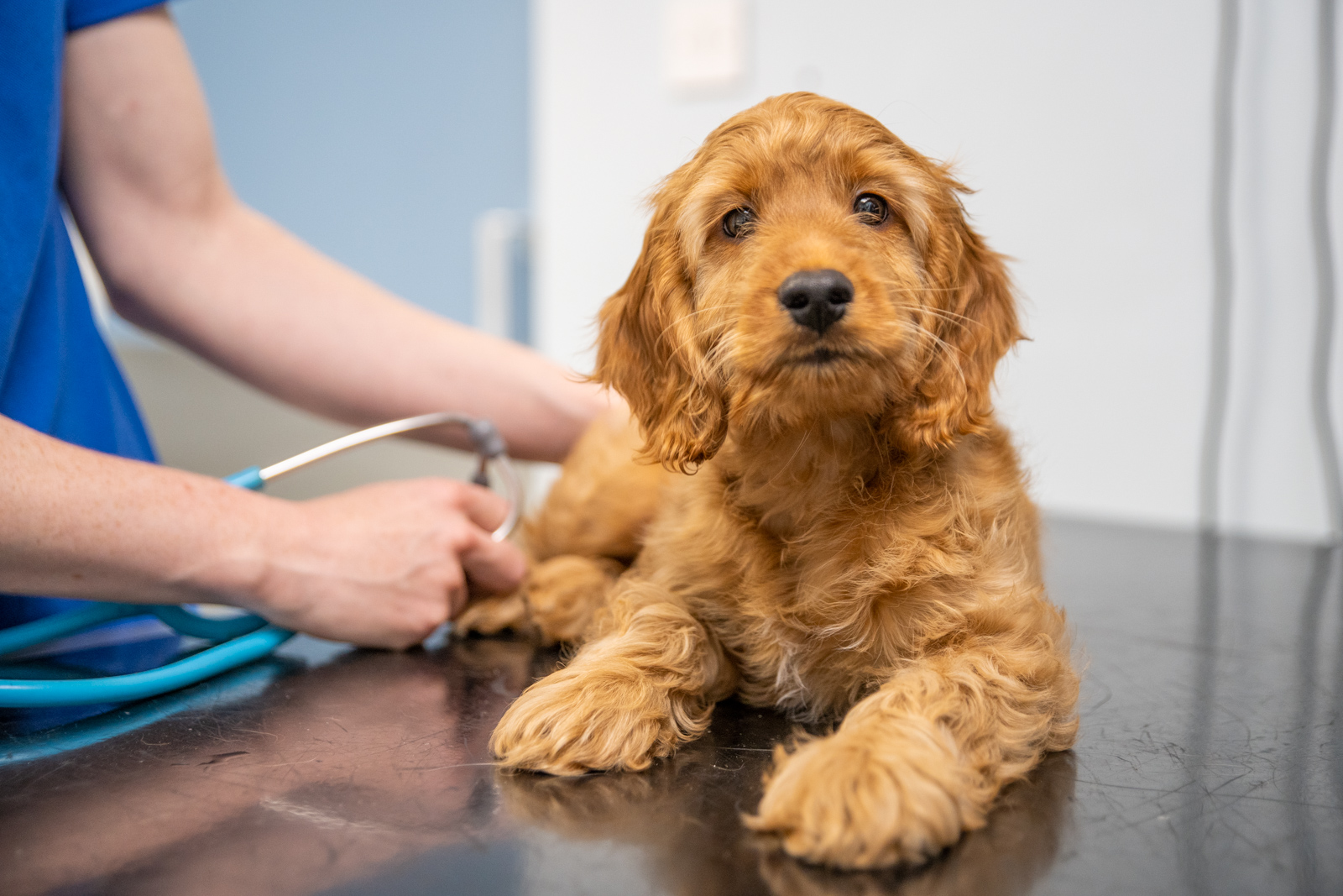 Routine Health Care for Dogs