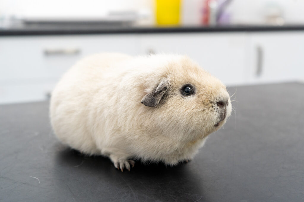 guinea pig resting on an examination table