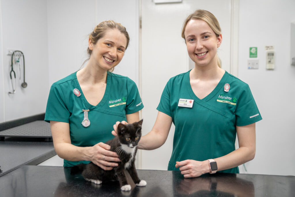 two veterinary nurses petting a kitten on an examination table