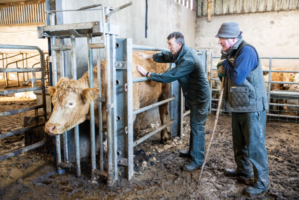 farm vet and farmer inspecting a cow