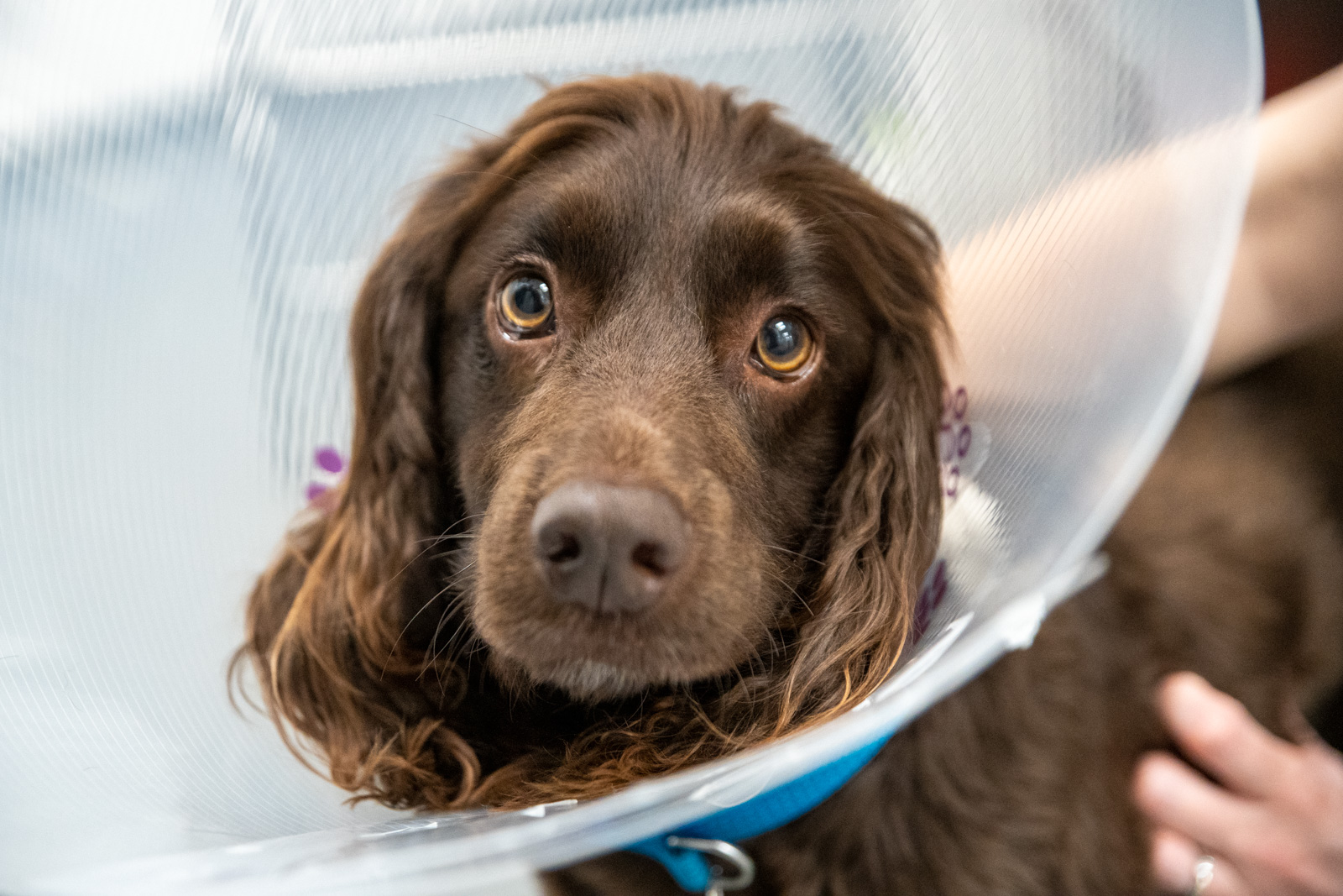 cocker spaniel wearing recovery collar after being neutered