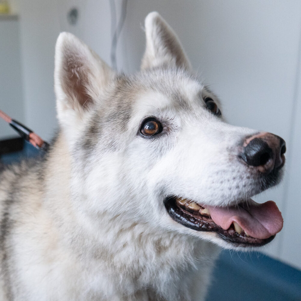 dog receiving flea, tick and worm treatment