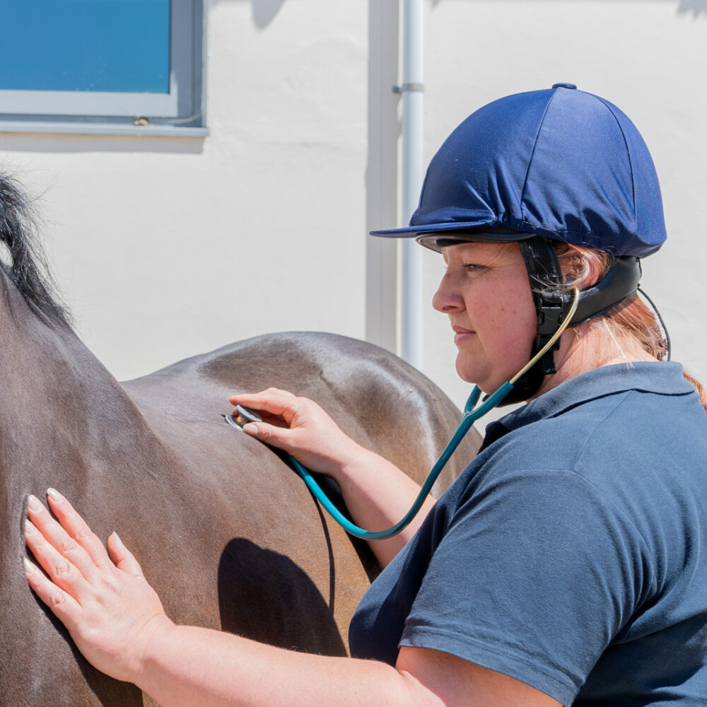 Equine clients welcome ambulatory nursing care for their horses
