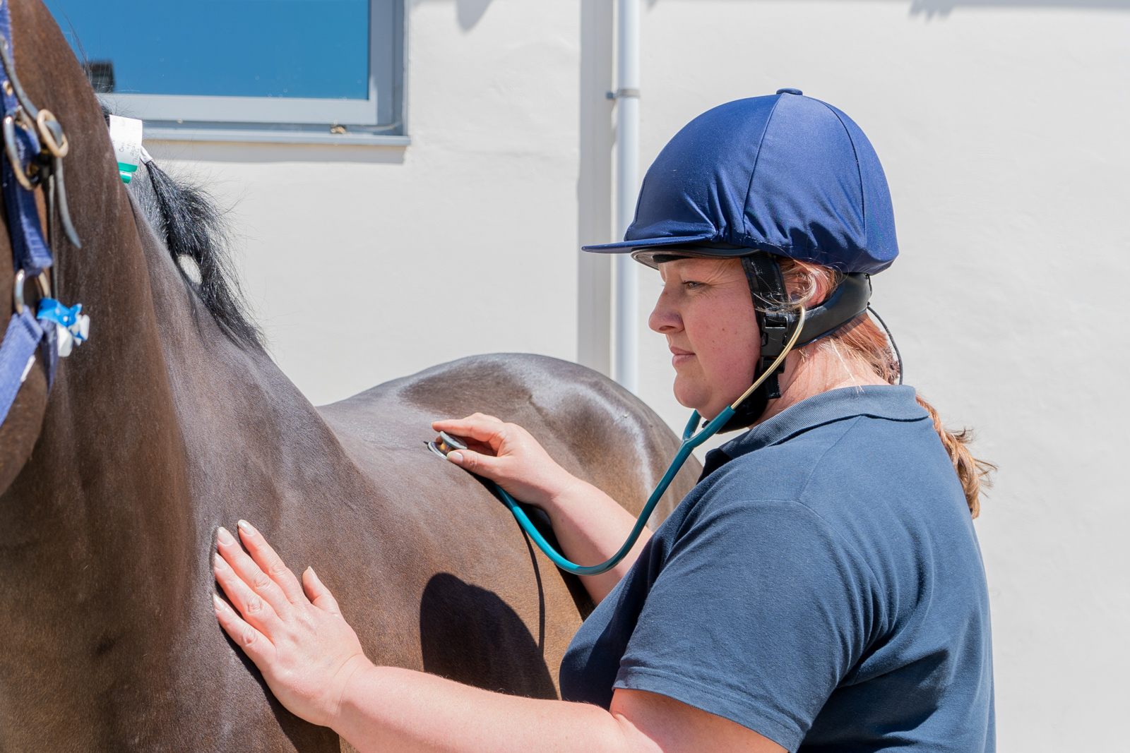Equine clients welcome ambulatory nursing care for their horses