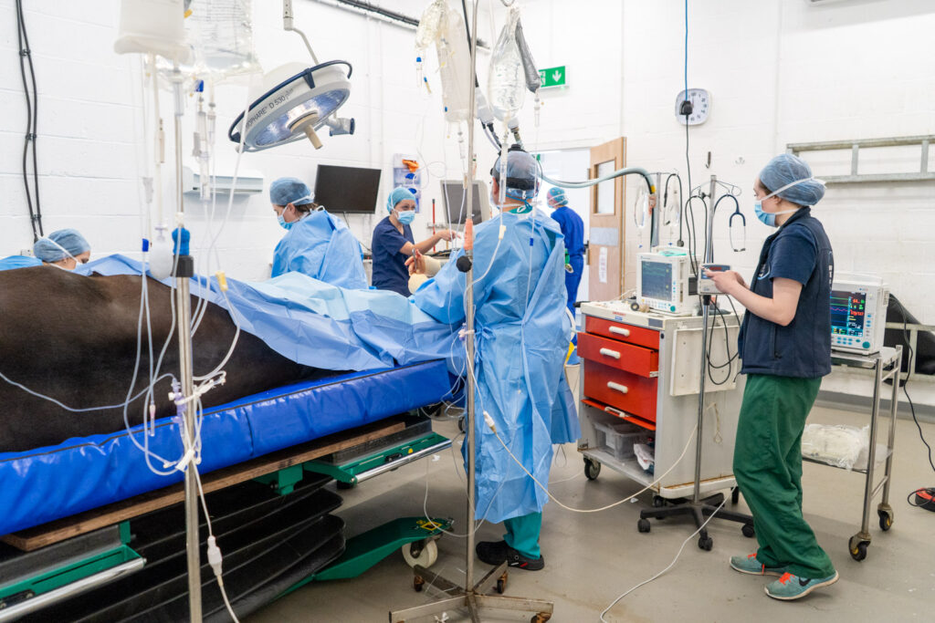 sedated horse receiving equine surgery