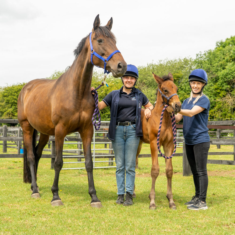 two equine vets holding the bridle of a equine and calf