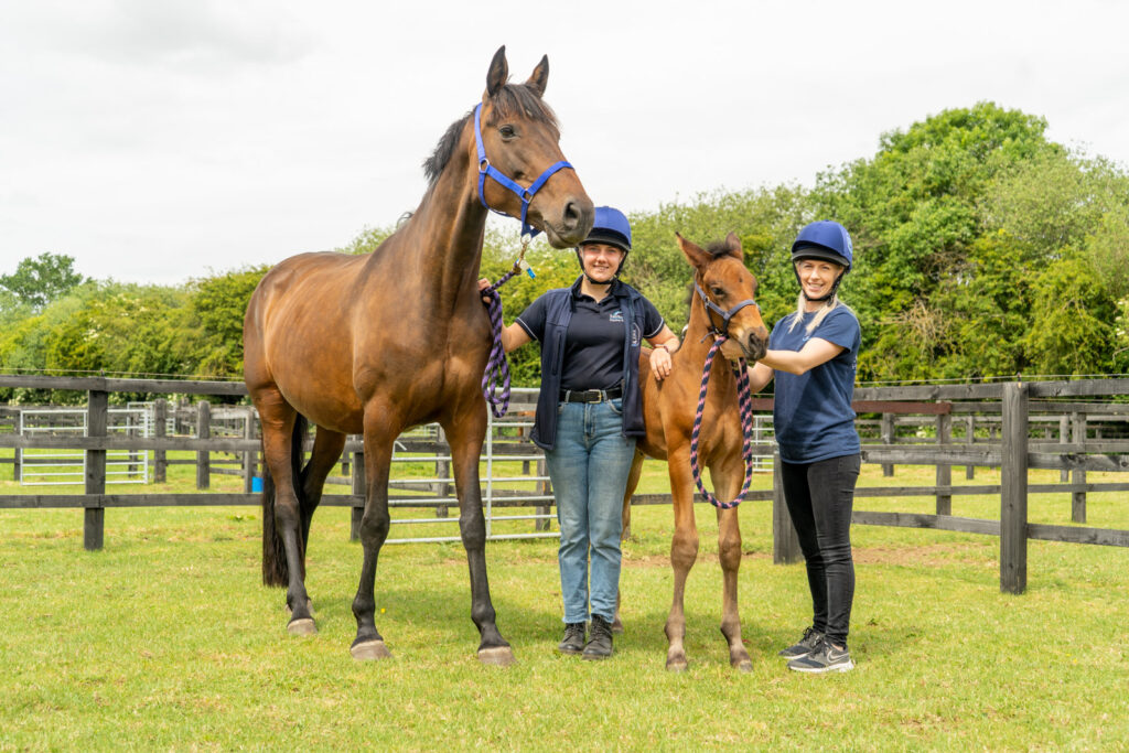 two equine vets holding the bridle of a equine and calf