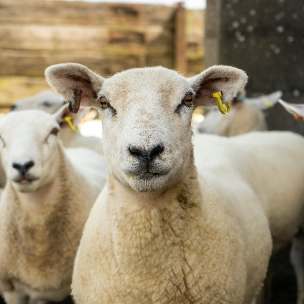 Leicestershire sheep farmer wins sustainable farm award 2023