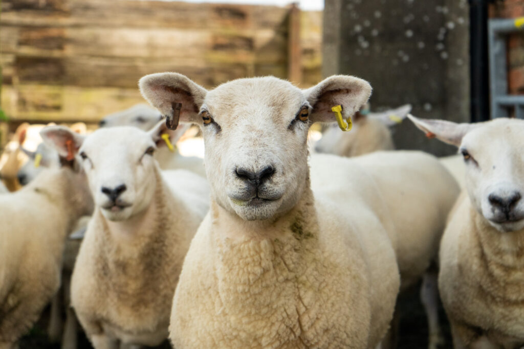 herd of curious sheep looking into camera lens