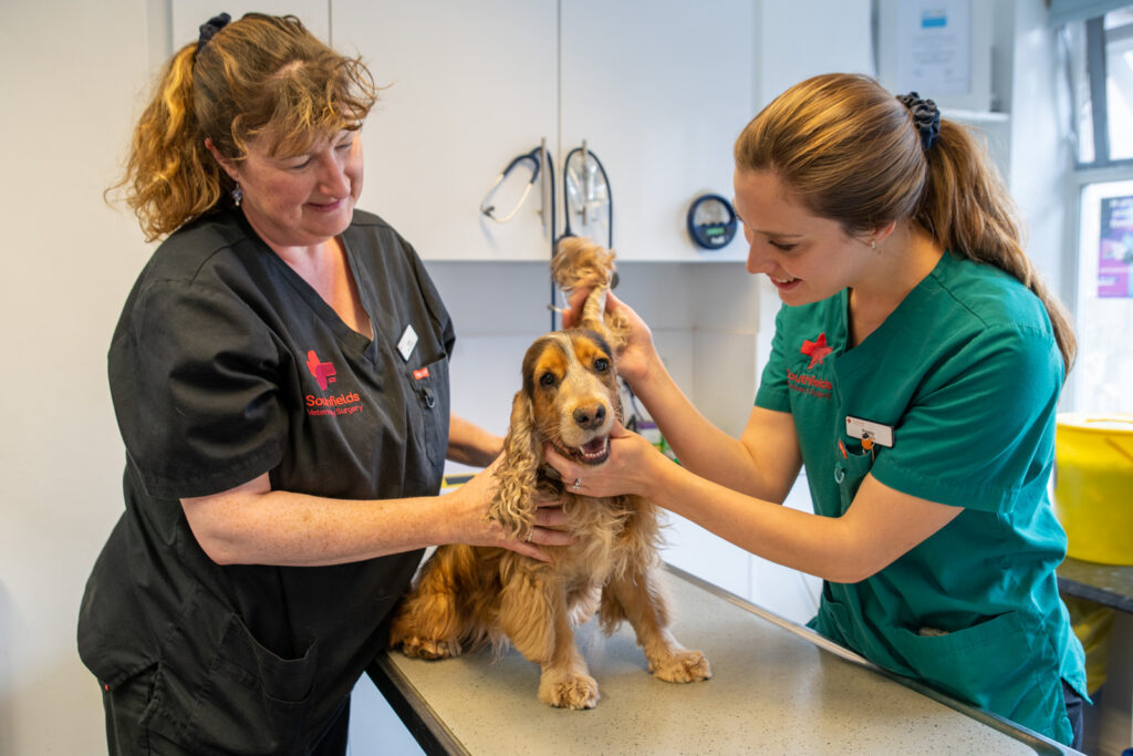 puppy dog sitting on an examination table while a vet nurse inspects its ears