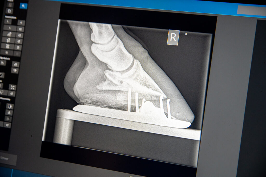 x-ray scan of a horses hoof