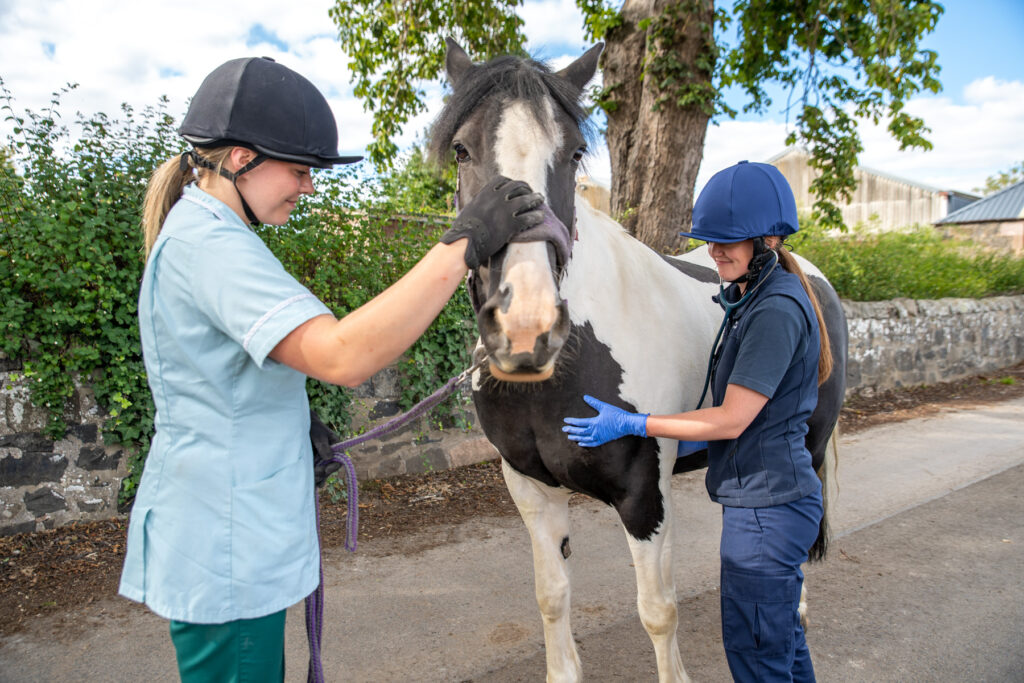 two equine vets petting a horse