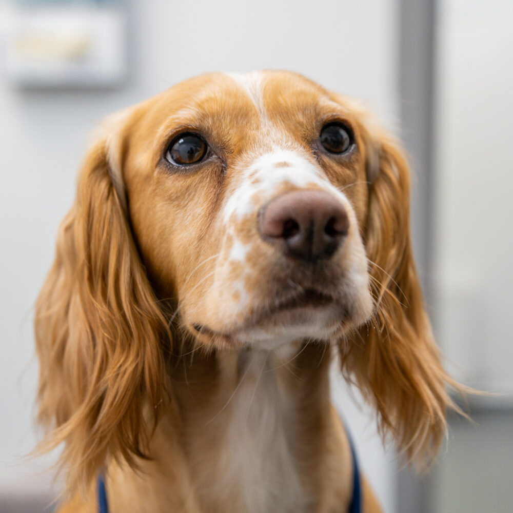 dog awaiting parasitic control