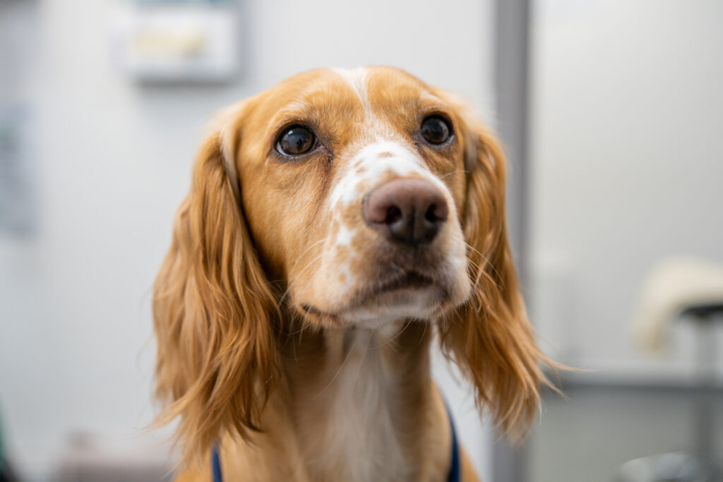 dog awaiting parasitic control