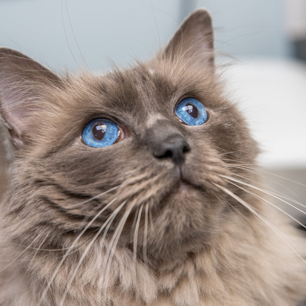 cat receiving flea, tick and worm treatment