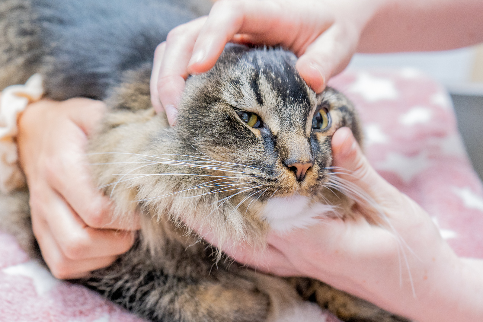 cat receiving vaccination