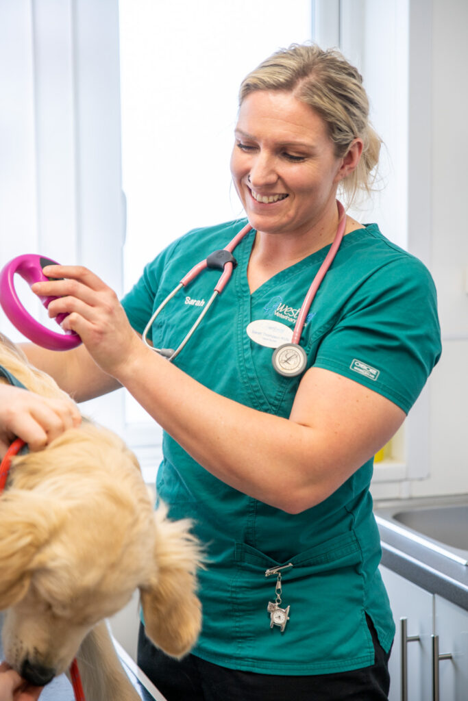 dog being checked for microchip