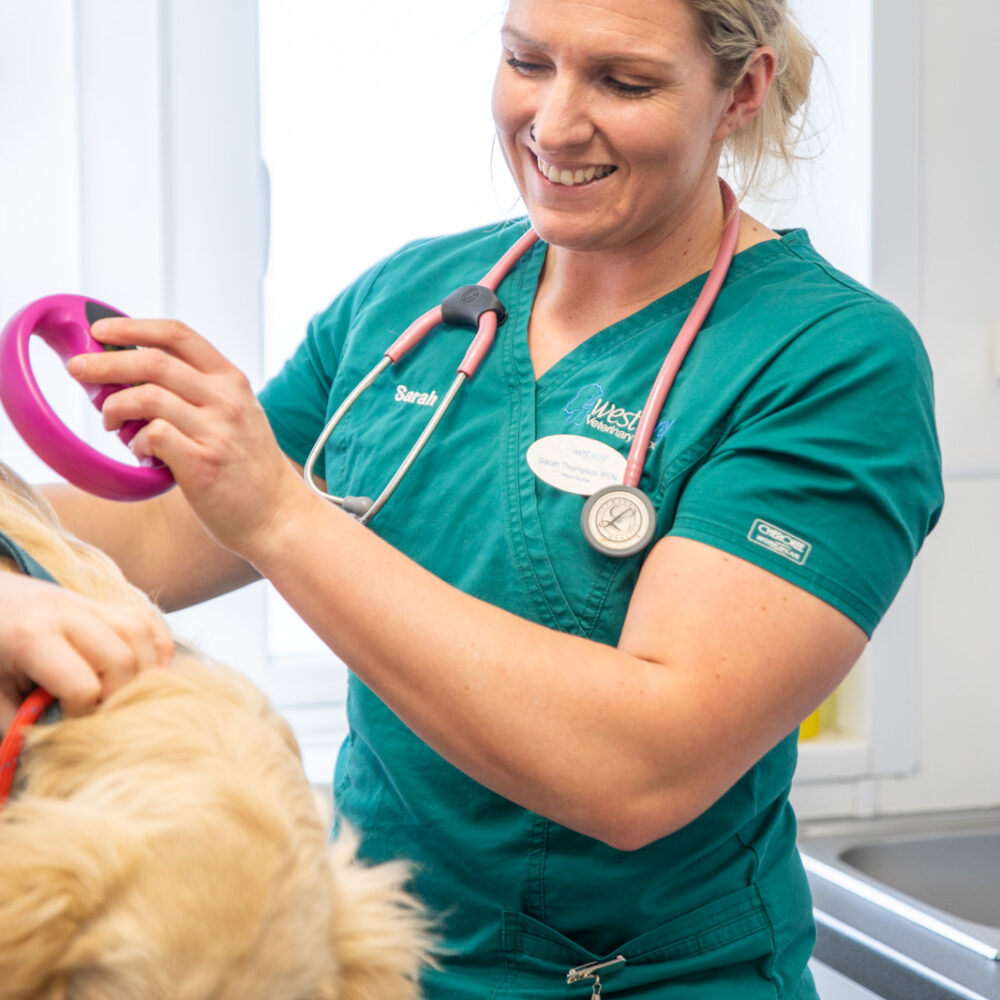 vet nurse checking for microchip on a dog