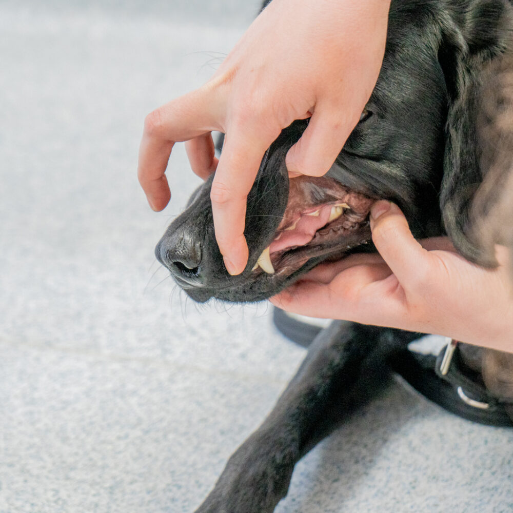 dog having tooth examination