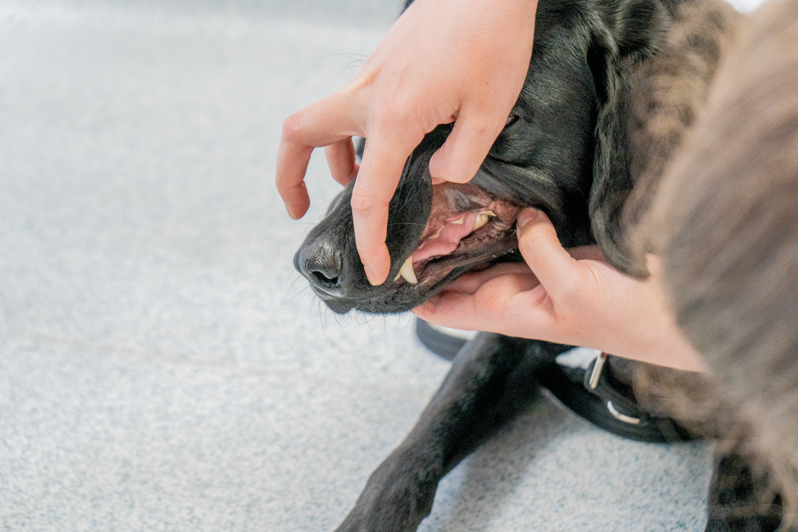 dog having tooth examination