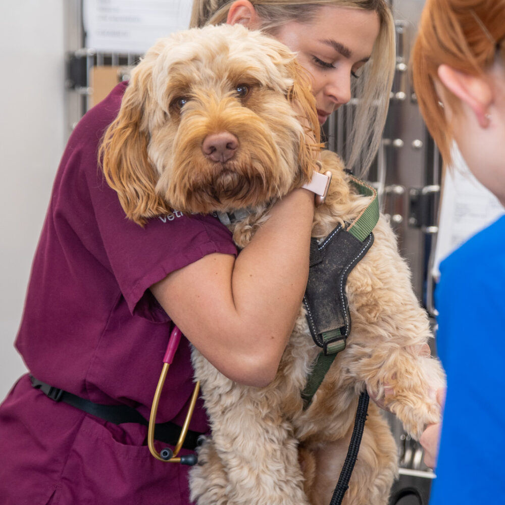 dog receiving flea, tick and worm treatment